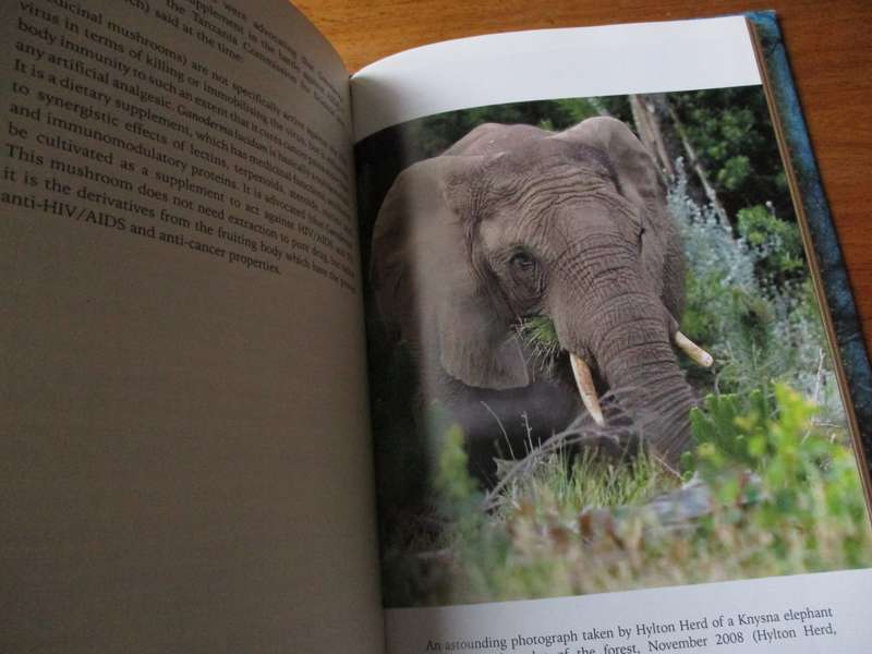 THE SECRET ELEPHANTS  Gareth Patterson