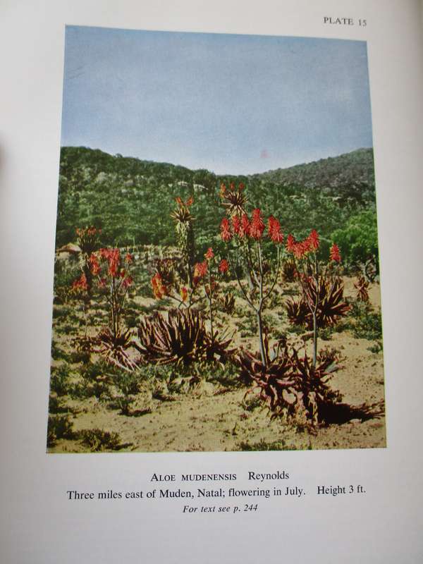 Reynolds' The ALOES of South Africa