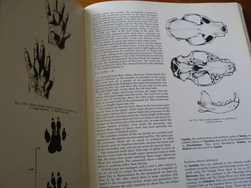 The Mammals of the Southern African Subregion. JD Skinner and RHN Smithers