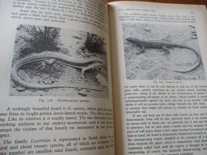 The Reptiles & Amphibians of Souther Africa  Walter Rose