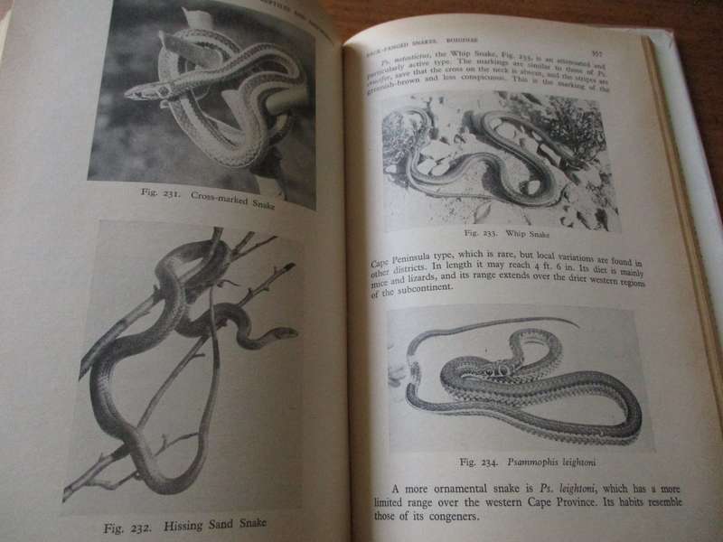 The Reptiles & Amphibians of Souther Africa  Walter Rose