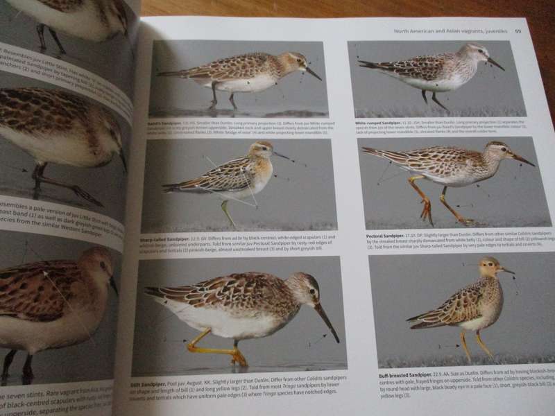 Waders of Europe Lars Gejl