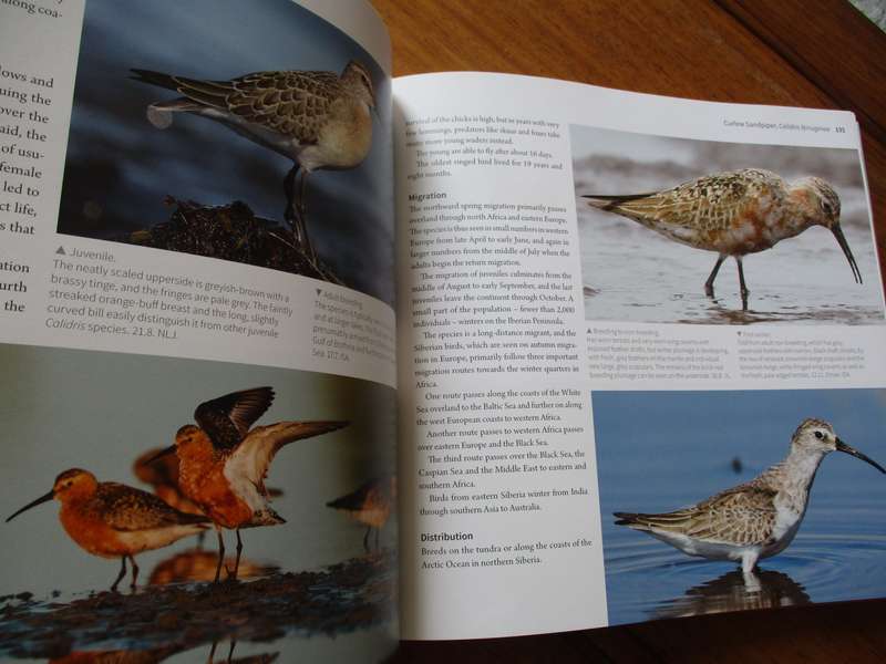 Waders of Europe Lars Gejl