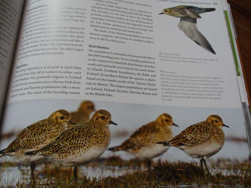 Waders of Europe Lars Gejl