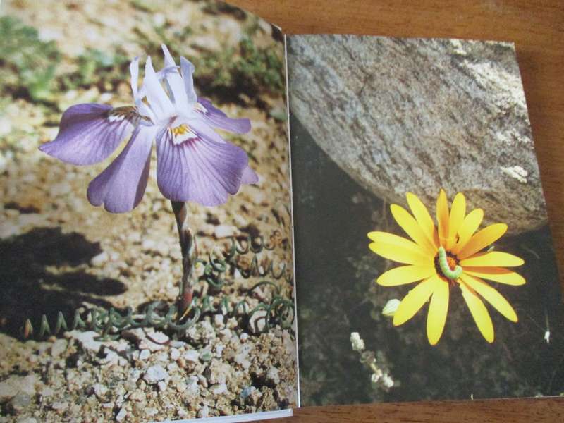 Namakwaland Veldblomgids van Suid-Afrika 1  Annelise le Roux