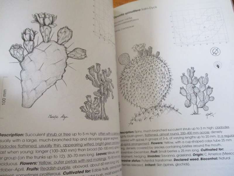 ALIEN WEEDS AND INVASIVE PLANTS IN SOUTH AFRICA Lesley Henderson