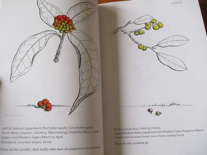 Know them by their fruit  A guide to identifying South African trees A.T. Ankiewicz