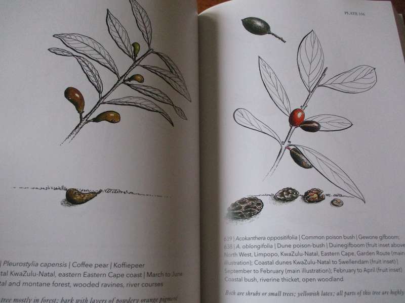 Know them by their fruit  A guide to identifying South African trees A.T. Ankiewicz