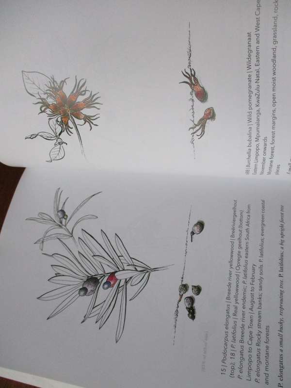 Know them by their fruit  A guide to identifying South African trees A.T. Ankiewicz