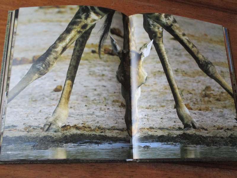 The Essential Africa Michael Poliza