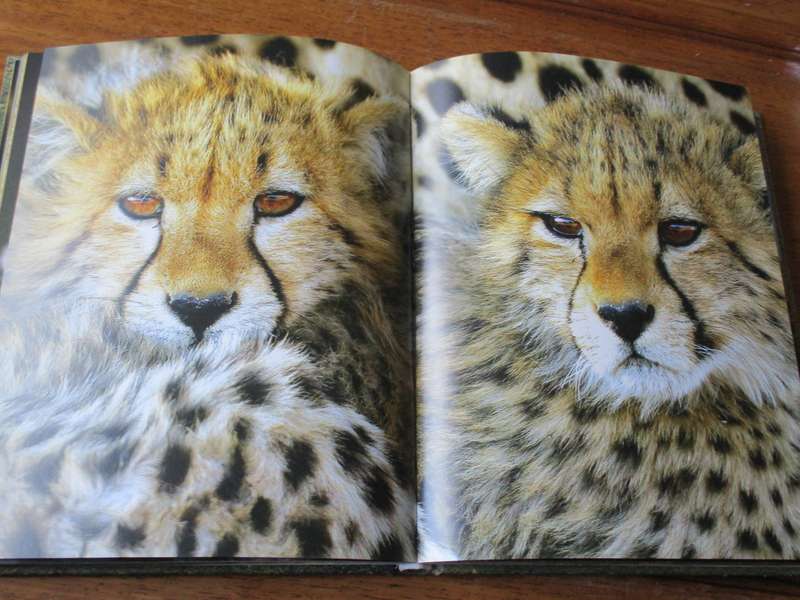 The Essential Africa Michael Poliza