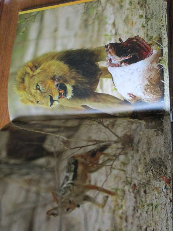 The Essential Africa Michael Poliza