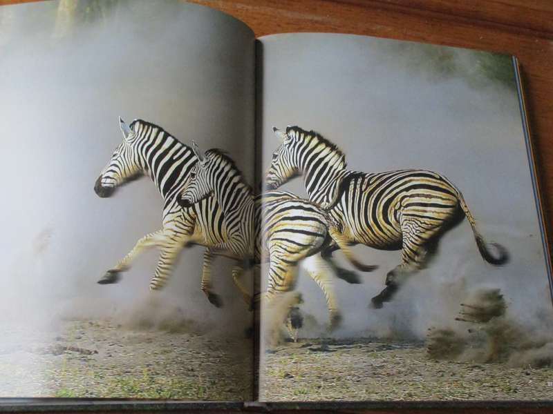 The Essential Africa Michael Poliza