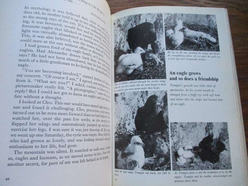 For the love of an Eagle  Jeanne Cowden