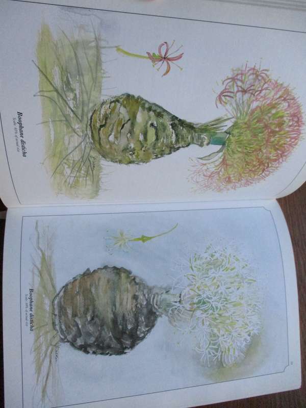 SIGNED. Wild Flowers of Kwa-Zulu Natal  Joan Walker