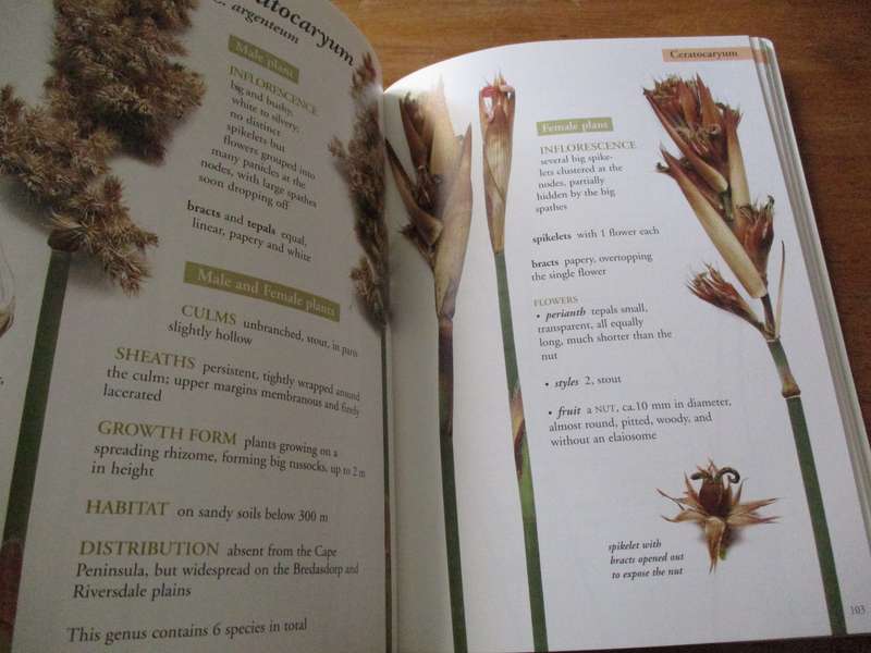 Restios of the Fynbos Els Dorrat Haasman H.Peter Linder