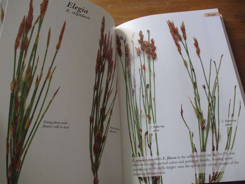 Restios of the Fynbos Els Dorrat Haasman H.Peter Linder