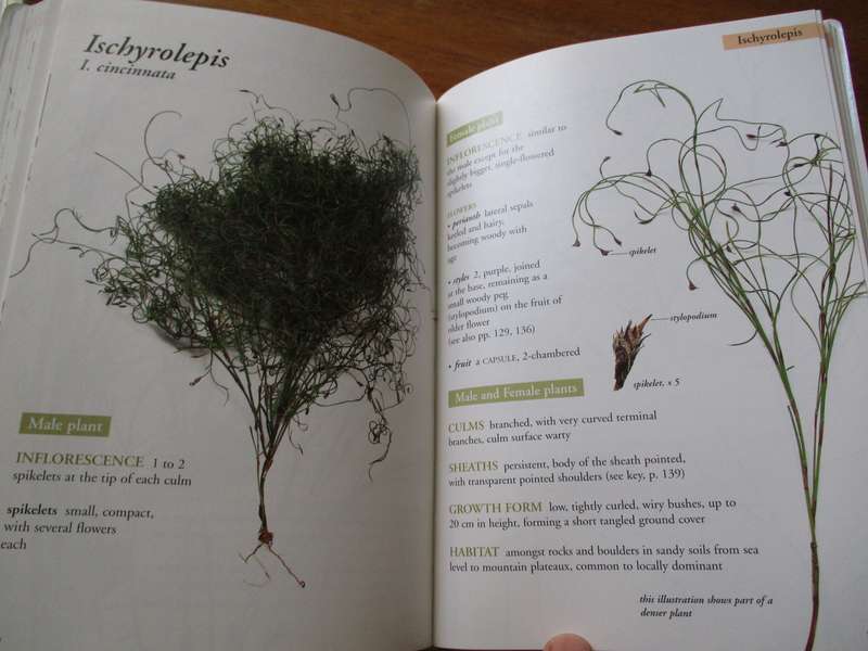Restios of the Fynbos Els Dorrat Haasman H.Peter Linder