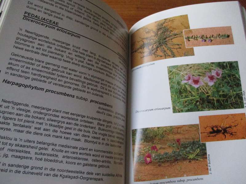 Blomplante van die Kalahari-duineveld  Noel van Rooyen