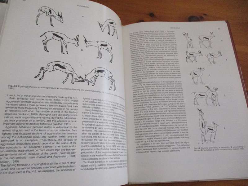 The Springbok Antidorcas marsupialis  J.D. Skinner & G.N. Louw