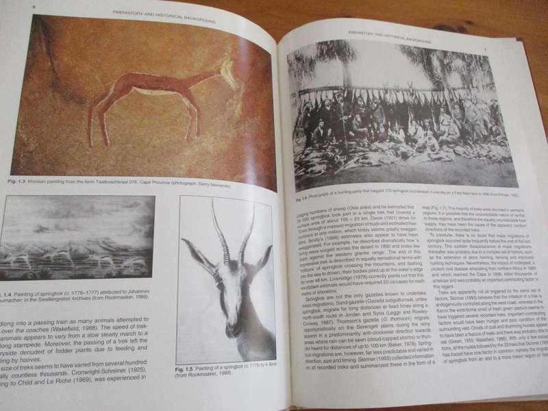 The Springbok Antidorcas marsupialis  J.D. Skinner & G.N. Louw