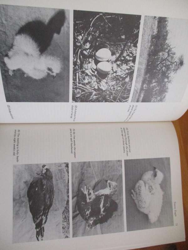 Peter Steyn. BIRDS OF PREY OF SOUTHERN AFRICA. Their Identification and Life Histories