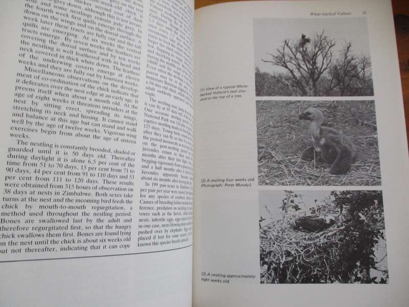 Peter Steyn. BIRDS OF PREY OF SOUTHERN AFRICA. Their Identification and Life Histories