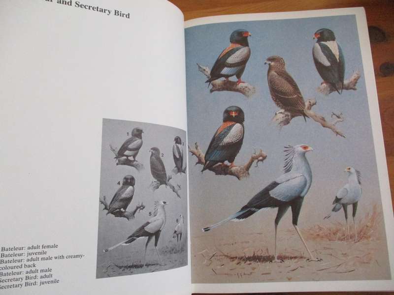 Peter Steyn. BIRDS OF PREY OF SOUTHERN AFRICA. Their Identification and Life Histories