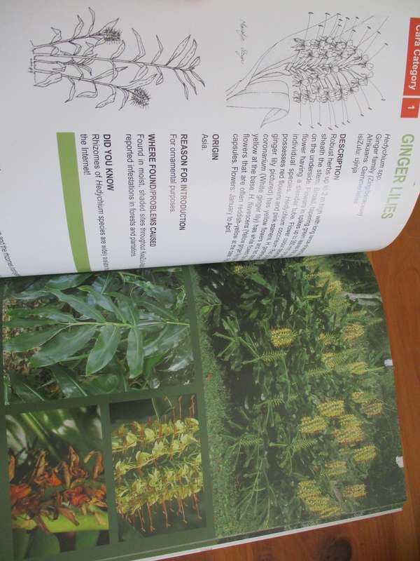 Invasive alien plants in Kwazulu-Natal  Managment and control