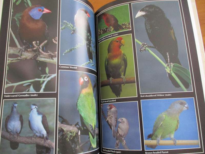 AFRICAN BIRDS in Field & Aviary