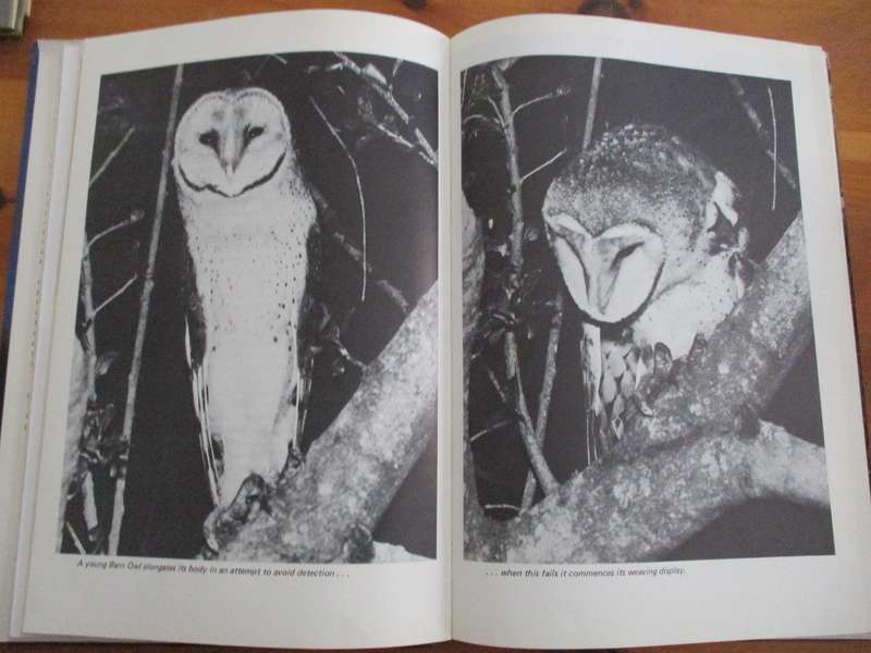 A Delight of Owls - African Owls observed - Peter Steyn