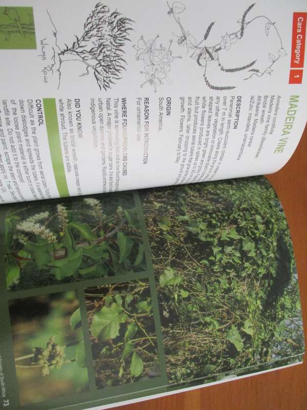 Invasive alien plants in Kwazulu-Natal  Managment and control