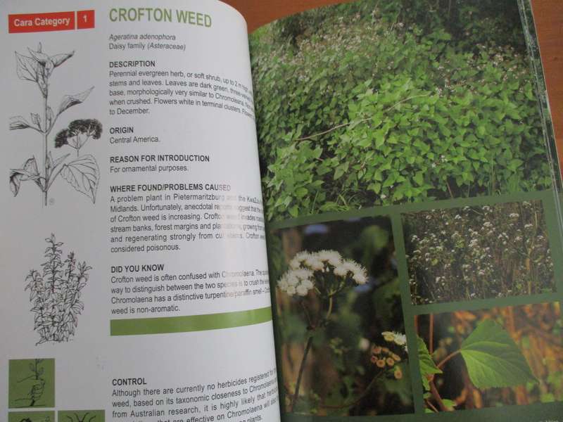 Invasive alien plants in Kwazulu-Natal  Managment and control