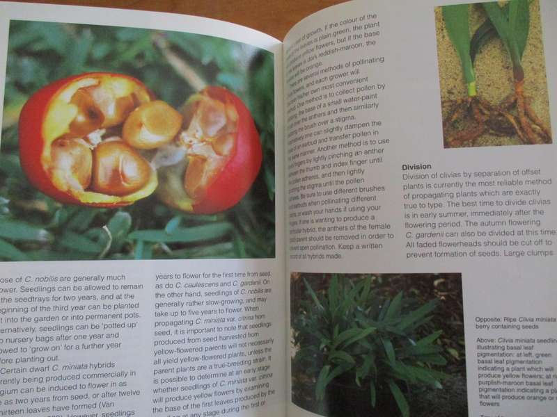 GROW CLIVIAS - Kirstenbosch Gardening Series