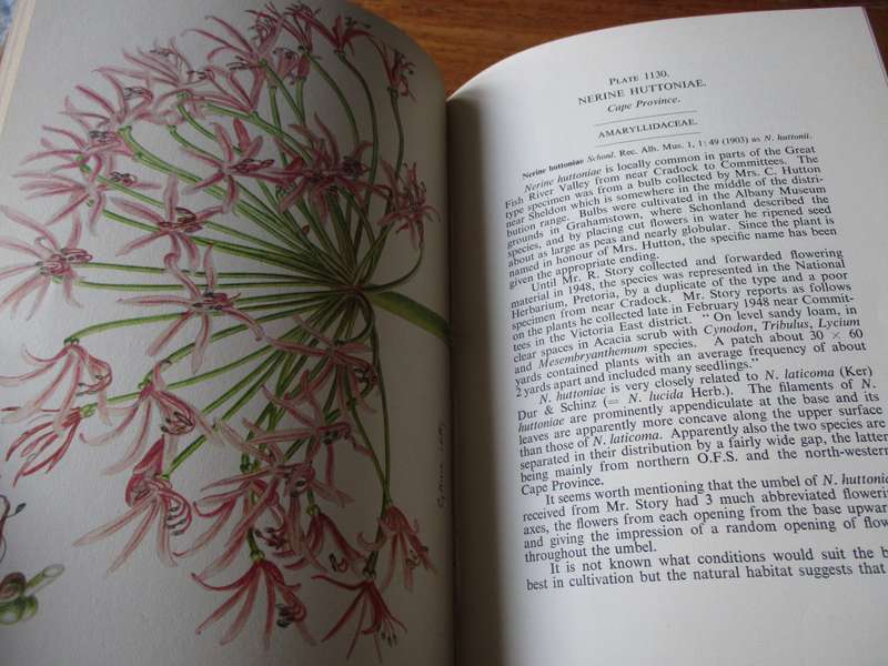 Flowering Plants of Africa Vol.29  R. Allen Dyer