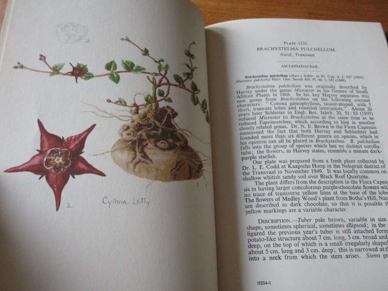 Flowering Plants of Africa Vol.29  R. Allen Dyer