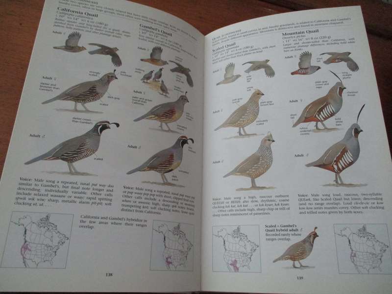 The North American Bird Guide  David Sibley