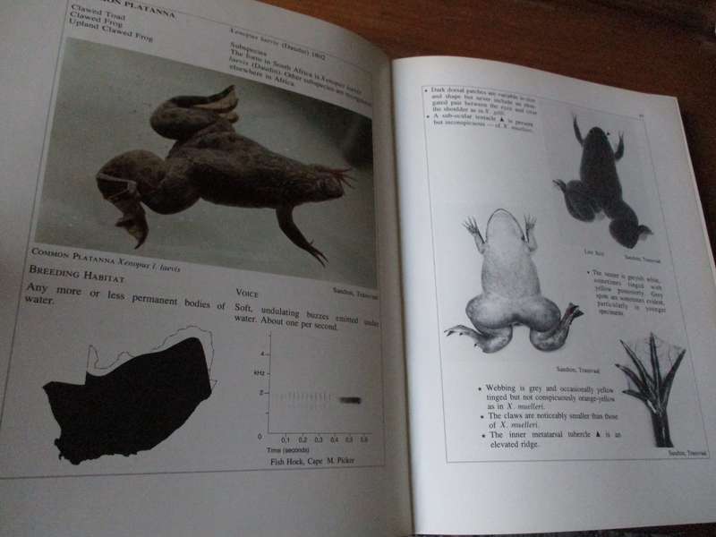 South African Frogs  Passmore & Carruthers