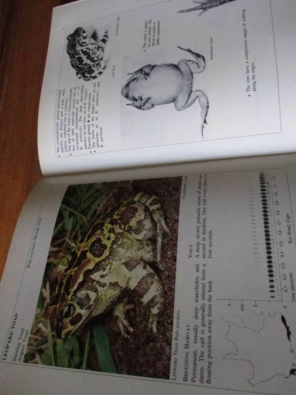 South African Frogs  Passmore & Carruthers