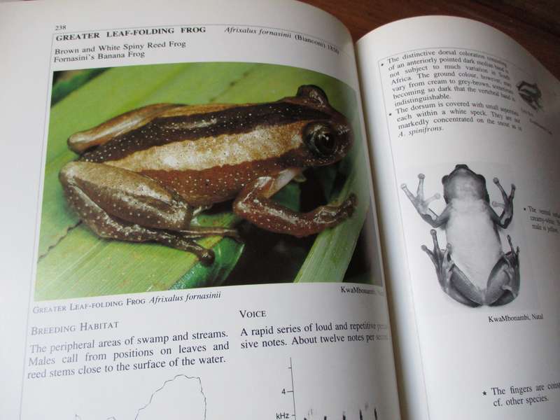 South African Frogs  Passmore & Carruthers
