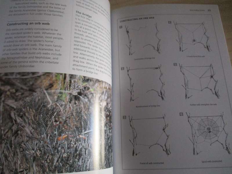 Filmer's SPIDERS An identification Guide for Southern Africa Martin R. Filmer revised by N Larse