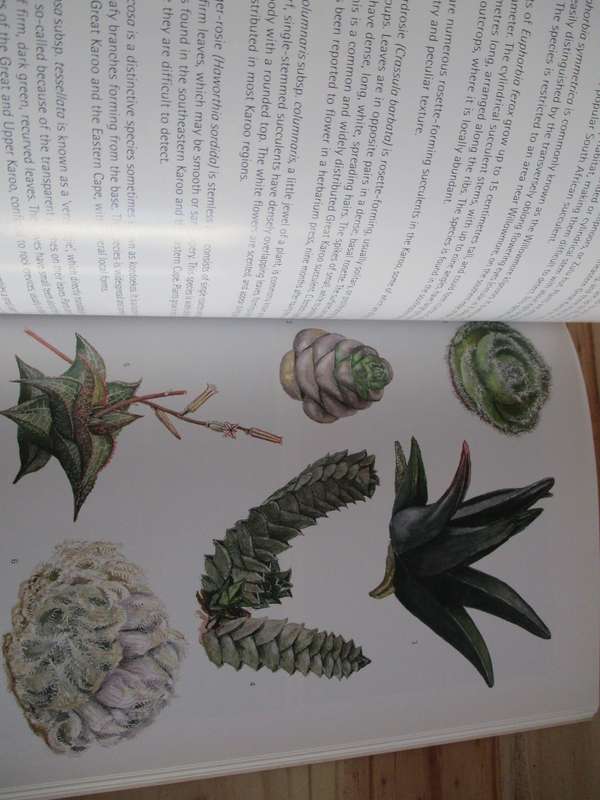 Succulents of South Africa  Ernst van Jaarsveld, B van Wyk and G Smith  Illustrated bu Elise Bodley