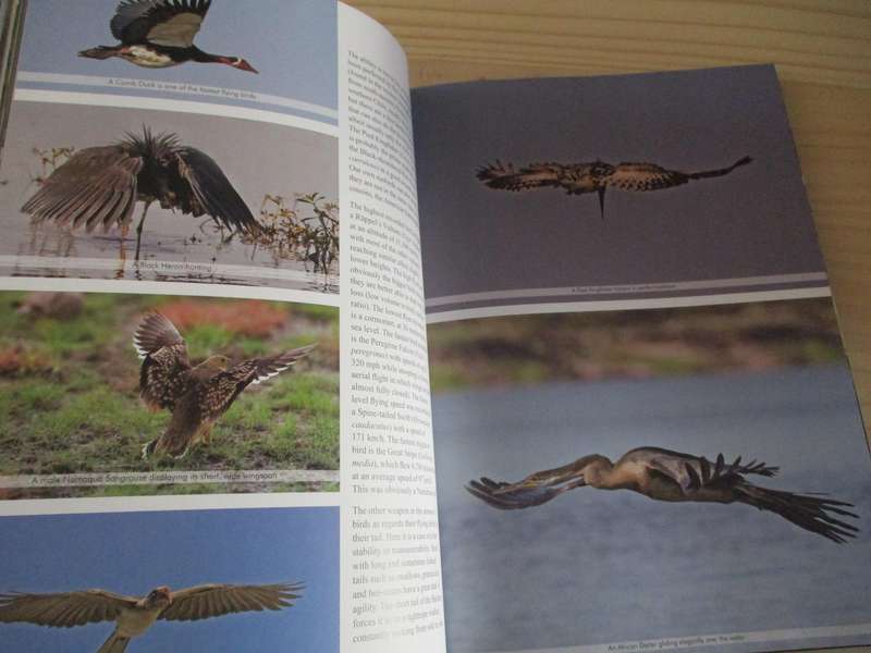 SIGNED. Birds of Naminia  The Journey Continues  Pompie Burger