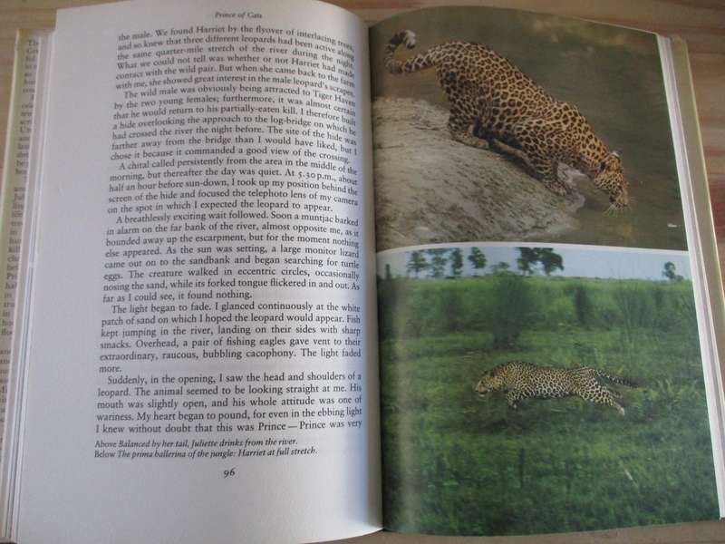 PRINCE OF CATS. The Leopard. By Arjan Singh