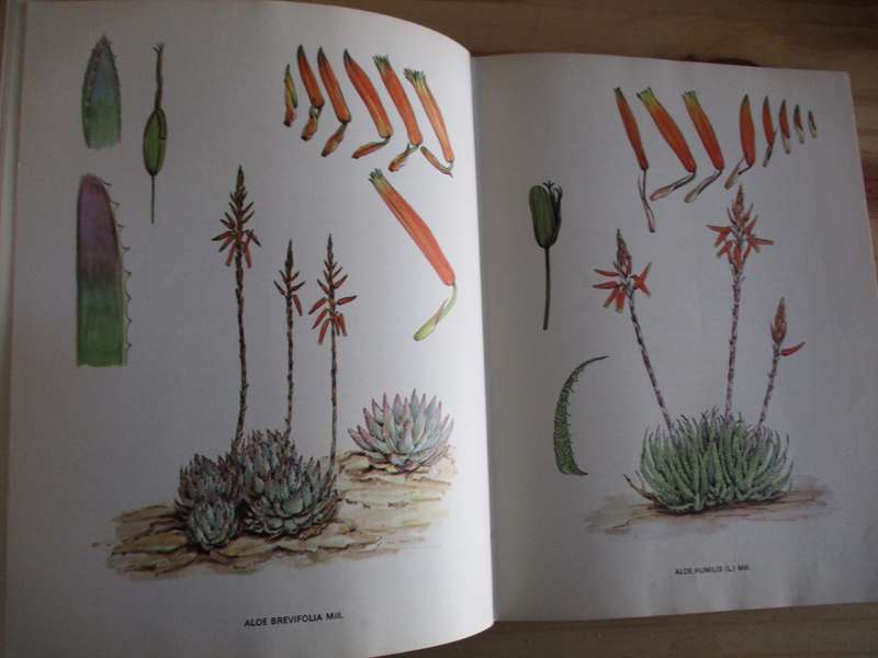 SOUTH AFRICAN ALOES. Barbara Jeppe