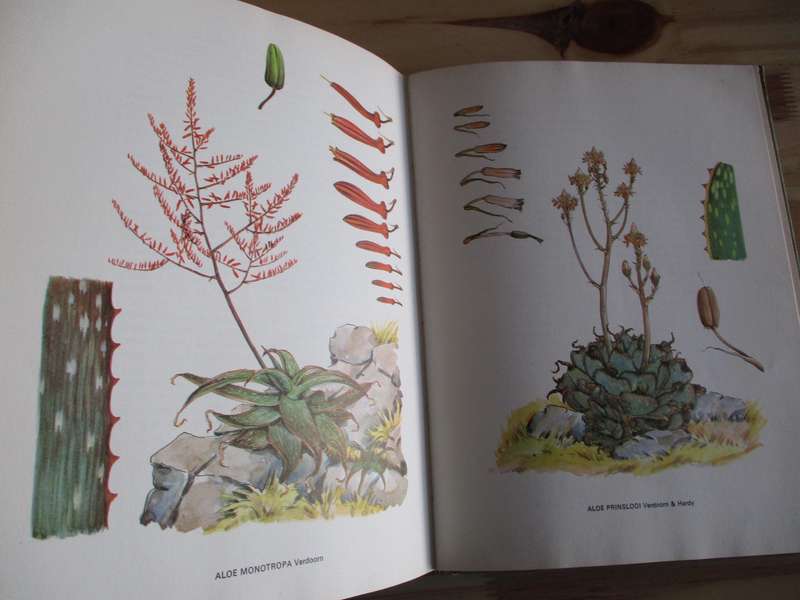 SOUTH AFRICAN ALOES. Barbara Jeppe