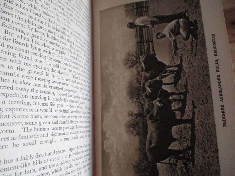 In Search of South Africa - HV Morton