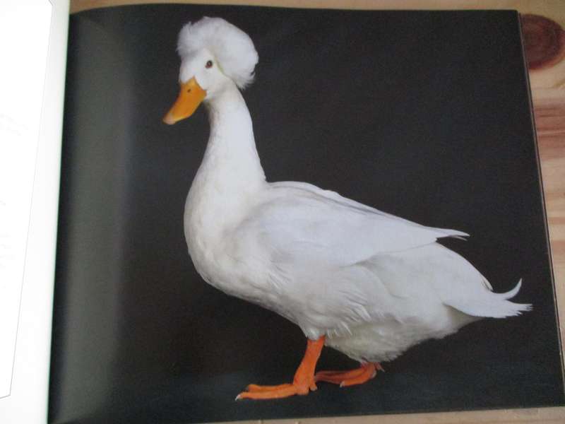 Beautiful Ducks - portraits of champion breeds