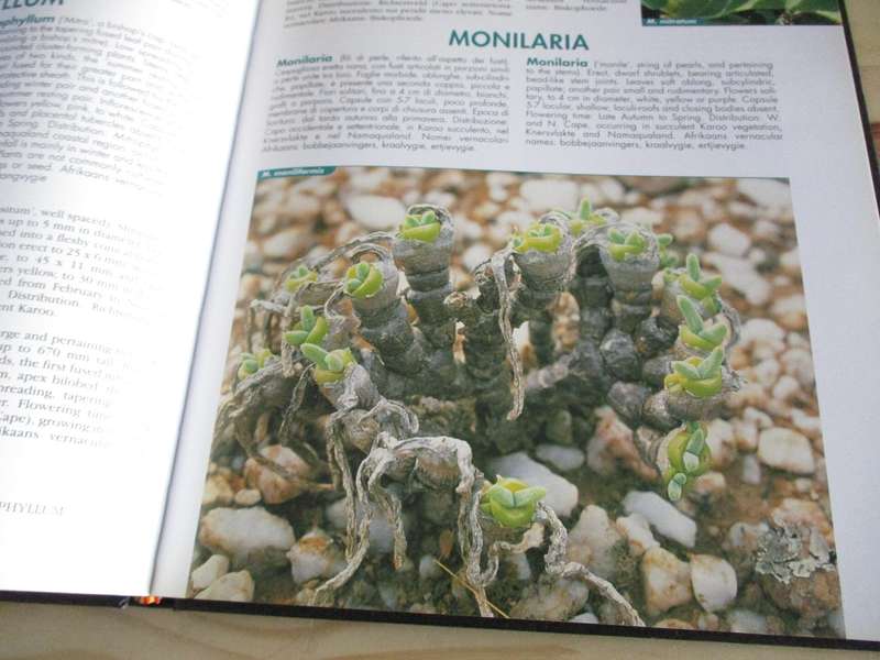 VYGIES - GEMS OF THE VELD. A Garden and Field Guide to the South African Mesembs
