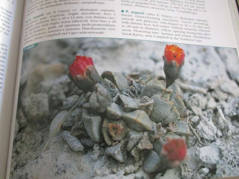 VYGIES - GEMS OF THE VELD. A Garden and Field Guide to the South African Mesembs
